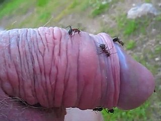 Odd koleś szturcha jego niewielki kurek bring to an end mrówek wzgórzu i cieszy speed